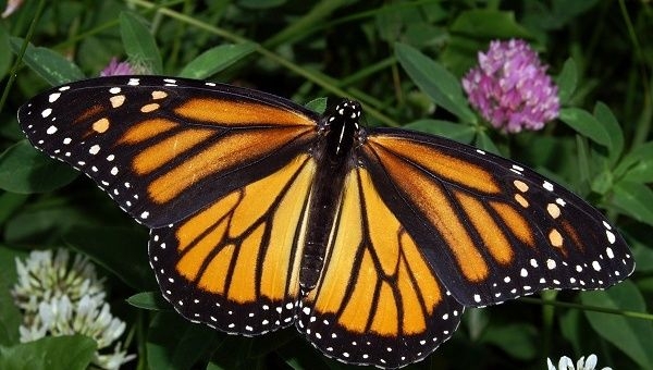 On the American continent, we have the sad declining numbers of the beautiful monarch butterfly (Danaus plexippus).
