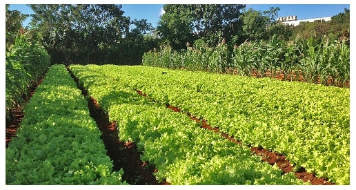 Sustainable agriculture in Cuba